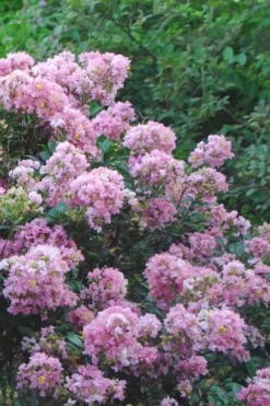 Dazzle Me Pink Dwarf Crape Myrtle - 3 Gallon Pot -Plant Promotion Store Crape Myrtle Dazzle Me Pink 16