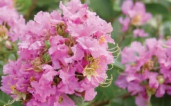 Dazzle Me Pink Dwarf Crape Myrtle - 3 Gallon Pot -Plant Promotion Store Crape Myrtle Dazzle Me Pink Closeup