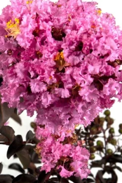 Delta Eclipse Crape Myrtle - 2 Gallon Pot 8 Delta Eclipse Crape Myrtle - 2 Gallon Pot -Plant Promotion Store Crape Myrtle Delta Eclipse BS