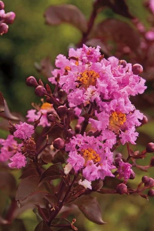 Delta Eclipse Crape Myrtle - 2 Gallon Pot 1 Delta Eclipse Crape Myrtle - 2 Gallon Pot