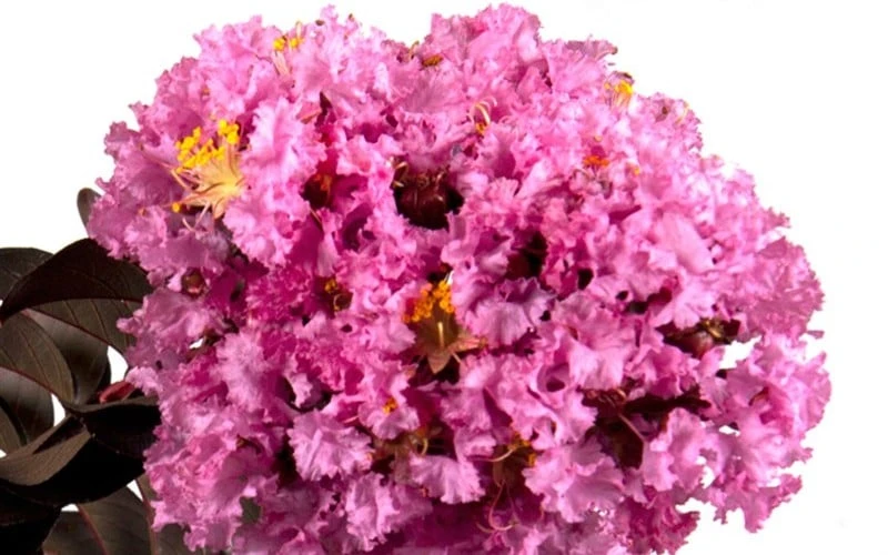 Delta Eclipse Crape Myrtle - 2 Gallon Pot 5 Delta Eclipse Crape Myrtle - 2 Gallon Pot - Image 5