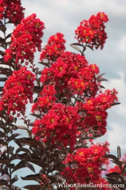 Plant Promotion Store 30 Delta Flame Crape Myrtle - 3 Gallon Pot