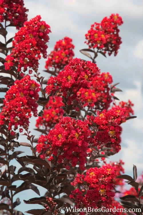 Delta Flame Crape Myrtle - 3 Gallon Pot 1 Delta Flame Crape Myrtle - 3 Gallon Pot