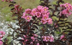 Delta Jazz Crape Myrtle - 2 Gallon Pot -Plant Promotion Store Crape Myrtle Delta Jazz
