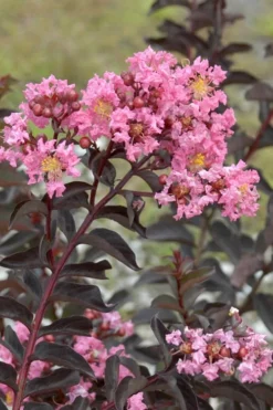 Delta Jazz Crape Myrtle - 2 Gallon Pot -Plant Promotion Store Crape Myrtle Delta Jazz Rev 500x750 1