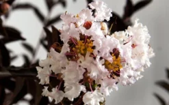 Delta Moonlight Crape Myrtle - 2 Gallon Pot -Plant Promotion Store Crape Myrtle Delta Moonlight