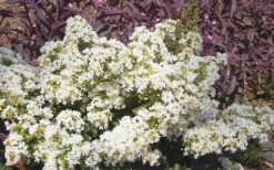 Diamond Dazzle Dwarf Crape Myrtle - 1 Gallon Pot -Plant Promotion Store Crape Myrtle Diamond Dazzle