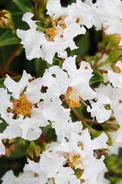 Diamond Dazzle Dwarf Crape Myrtle - 1 Gallon Pot -Plant Promotion Store Crape Myrtle Diamond Dazzle BS