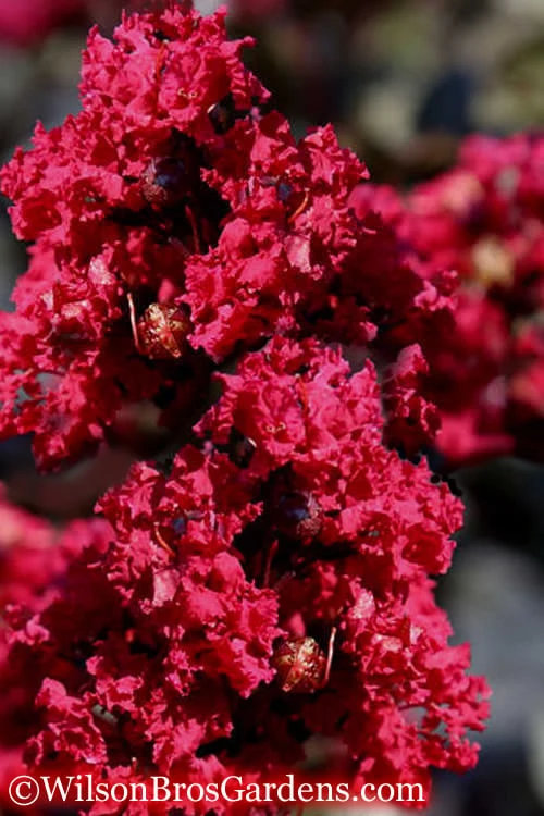 Double Feature Red Crape Myrtle - 3 Gallon Pot 1 Double Feature Red Crape Myrtle - 3 Gallon Pot