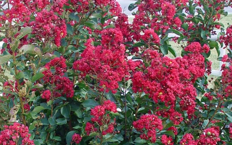 Double Feature Red Crape Myrtle - 3 Gallon Pot 5 Double Feature Red Crape Myrtle - 3 Gallon Pot - Image 5