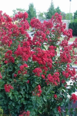 Double Feature Red Crape Myrtle - 3 Gallon Pot 10 Double Feature Red Crape Myrtle - 3 Gallon Pot -Plant Promotion Store Crape Myrtle Double Feature Rev 500x750 1