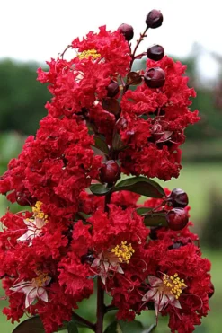 Plant Promotion Store 32 Dynamite Red Crape Myrtle - 6 Pack Of 1 Gallon Pots