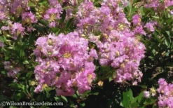 Early Bird Lavender Crape Myrtle - 3 Gallon Pot -Plant Promotion Store Crape Myrtle Early Bird Lavender 6