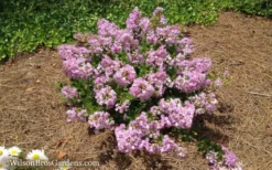 Early Bird Lavender Crape Myrtle - 3 Gallon Pot -Plant Promotion Store Crape Myrtle Early Bird Lavender 7