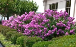 Early Bird Purple Crape Myrtle - 2 Gallon Pot -Plant Promotion Store Crape Myrtle Early Bird Purple 2