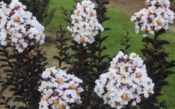 Ebony & Ivory Crape Myrtle - 3 Gallon Pot -Plant Promotion Store Crape Myrtle Ebony Ivory 2