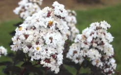 Ebony & Ivory Crape Myrtle - 3 Gallon Pot -Plant Promotion Store Crape Myrtle Ebony Ivory