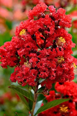 Enduring Summer Red Crape Myrtle Tree (Single Trunk) - 7 Gallon Pot -Plant Promotion Store Crape Myrtle Enduring Summer Redr BS