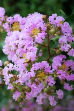 Plant Promotion Store 41 Muskogee Lavender Crape Myrtle - 7 Gallon Pot (4-5')