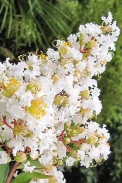 Natchez White Crape Myrtle - 6 Pack Of 1 Gallon Pots -Plant Promotion Store Crape Myrtle Natchez 11 1