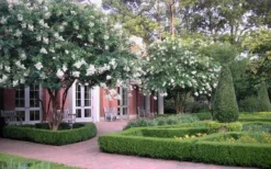 Natchez White Crape Myrtle - 6 Pack Of 1 Gallon Pots -Plant Promotion Store Crape Myrtle Natchez 13 1