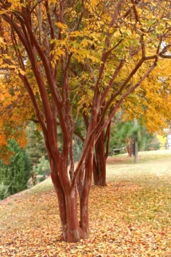 Natchez White Crape Myrtle (Multi Trunk) - 5 Gallon Pot -Plant Promotion Store Crape Myrtle Natchez 17