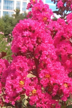 Pink Velour Crape Myrtle Tree - 5 Gallon Pot 9 Pink Velour Crape Myrtle Tree - 5 Gallon Pot -Plant Promotion Store Crape Myrtle Pink Velour 12