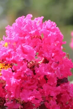 Pink Velour Crape Myrtle Tree - 5 Gallon Pot 8 Pink Velour Crape Myrtle Tree - 5 Gallon Pot -Plant Promotion Store Crape Myrtle Pink Velour 14