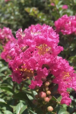 Plant Promotion Store 35 Pocomoke Dwarf Crape Myrtle - 3 Gallon Pot