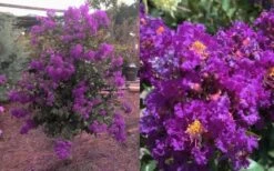 Purple Magic Crape Myrtle - 3 Gallon Pot 10 Purple Magic Crape Myrtle - 3 Gallon Pot -Plant Promotion Store Crape Myrtle Purple Magic 12