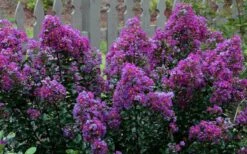 Purple Magic Crape Myrtle - 3 Gallon Pot 11 Purple Magic Crape Myrtle - 3 Gallon Pot -Plant Promotion Store Crape Myrtle Purple Magic 13