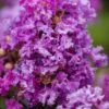 Purple Magic Crape Myrtle - 3 Gallon Pot