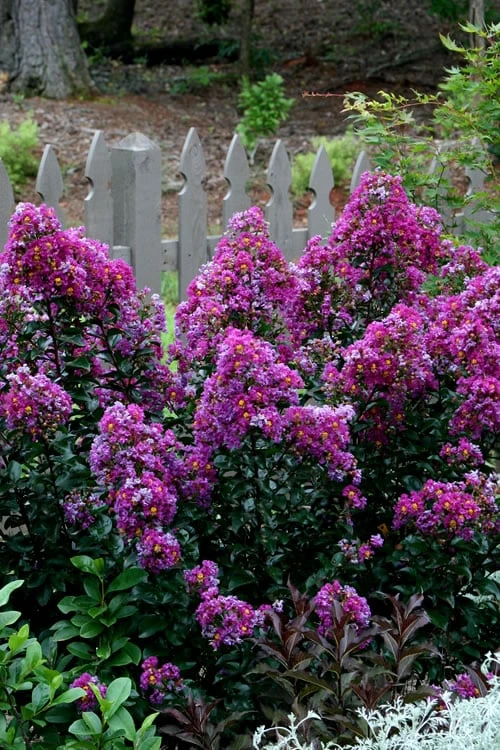 Purple Magic Crape Myrtle - 3 Gallon Pot 4 Purple Magic Crape Myrtle - 3 Gallon Pot - Image 4