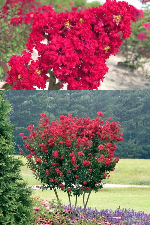 Red Rocket Crape Myrtle - 3 Gallon Pot (Single Trunk Tree) 5 Red Rocket Crape Myrtle - 3 Gallon Pot (Single Trunk Tree) - Image 5
