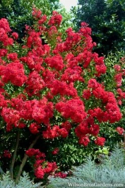 Red Rocket Crape Myrtle - 3 Gallon Pot (Single Trunk Tree) 8 Red Rocket Crape Myrtle - 3 Gallon Pot (Single Trunk Tree) -Plant Promotion Store Crape Myrtle Red Rocket 7