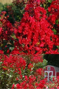 Red Rooster Crape Myrtle - 3 Gallon Pot -Plant Promotion Store Crape Myrtle Red Rooster 2 500 x750