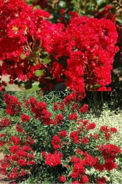 Red Rooster Crape Myrtle - 3 Gallon Pot -Plant Promotion Store Crape Myrtle Red Rooster 5 x750