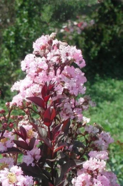 Rhapsody In Pink Crape Myrtle - 1 Gallon Pot -Plant Promotion Store Crape Myrtle Rhapsody In Pink 10