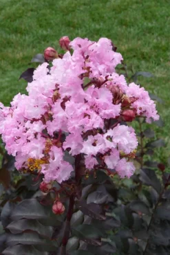 Rhapsody In Pink Crape Myrtle - 1 Gallon Pot -Plant Promotion Store Crape Myrtle Rhapsody In Pink 11