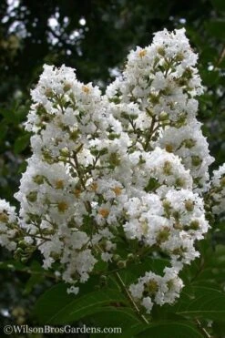 Plant Promotion Store 26 Sarah's Favorite Crape Myrtle - 5 Gallon Pot