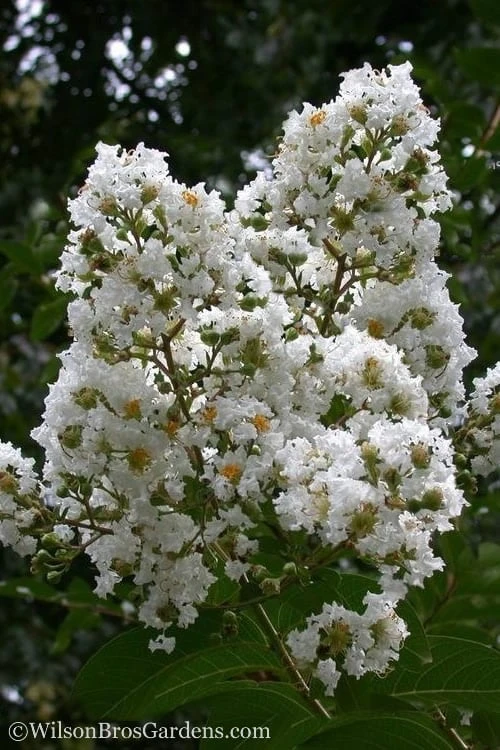 Sarah's Favorite Crape Myrtle - 5 Gallon Pot 1 Sarah's Favorite Crape Myrtle - 5 Gallon Pot