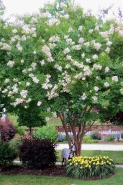 Sarah's Favorite Crape Myrtle - 5 Gallon Pot 7 Sarah's Favorite Crape Myrtle - 5 Gallon Pot -Plant Promotion Store Crape Myrtle Sarahs Favorite 8 1