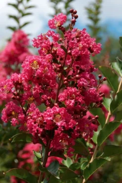 Tonto Red Crape Myrtle - 7 Gallon Pot (3-4') 9 Tonto Red Crape Myrtle - 7 Gallon Pot (3-4') -Plant Promotion Store Crape Myrtle Tonto 10 2