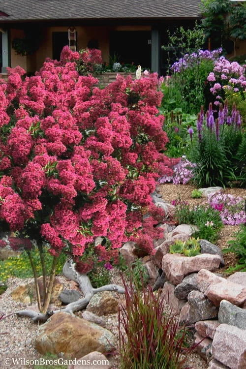 Tonto Red Crape Myrtle - 7 Gallon Pot (4-5') 5 Tonto Red Crape Myrtle - 7 Gallon Pot (4-5') - Image 5
