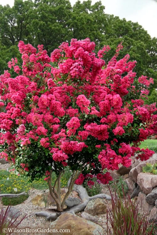 Tonto Red Crape Myrtle - 7 Gallon Pot (4-5') 1 Tonto Red Crape Myrtle - 7 Gallon Pot (4-5')