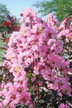 Plant Promotion Store 31 Rhapsody In Pink Crape Myrtle - 1 Gallon Pot