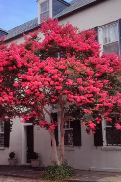 Tuscarora Watermelon Red Crape Myrtle - 5 Gallon Pot 8 Tuscarora Watermelon Red Crape Myrtle - 5 Gallon Pot -Plant Promotion Store Crape20Myrtle Tuscarora 12