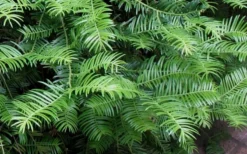 Creeping Japanese Plum Yew (Cephalotaxus Harringtonia 'Prostrata') - 2.5 Quart Pot -Plant Promotion Store Creeping japanese Plum Yew 1