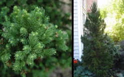 Black Dragon Cryptomeria - Japanese Cedar - 1 Gallon Pot -Plant Promotion Store Cryptomeria Black Dragon 2 1