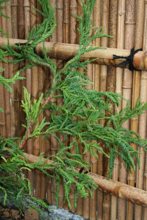 Rasen Sugi Cryptomeria Japanese Cedar - 2 Gallon Pot 6 Rasen Sugi Cryptomeria Japanese Cedar - 2 Gallon Pot - Image 6